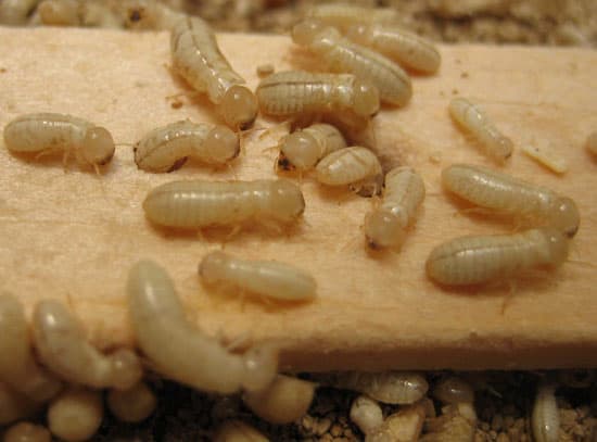 Drywood Termite Immatures<span class="br"></span> (Image: University of Arizona – Entomology)