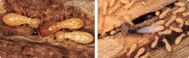 Subterranean Soldier (Left) & Swarmer (Right) with Workers <span class="br"></span>(Image: Dr. Miller, Virginia Cooperative Extension)