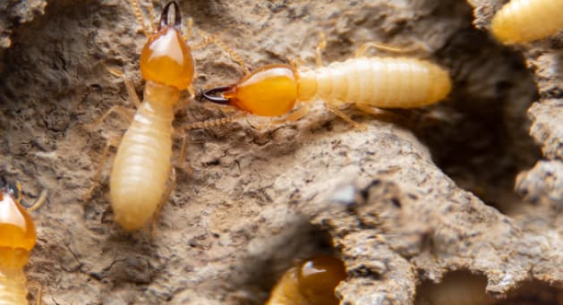 Subterranean Termite Mud Tubes <span class="br"></span>(Image: Dr. Miller, Virginia Cooperative Extension)