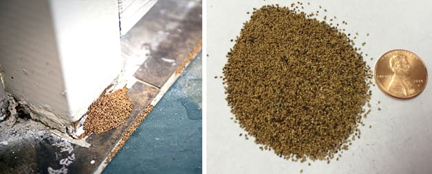 Drywood Termite Frass & Pinholes